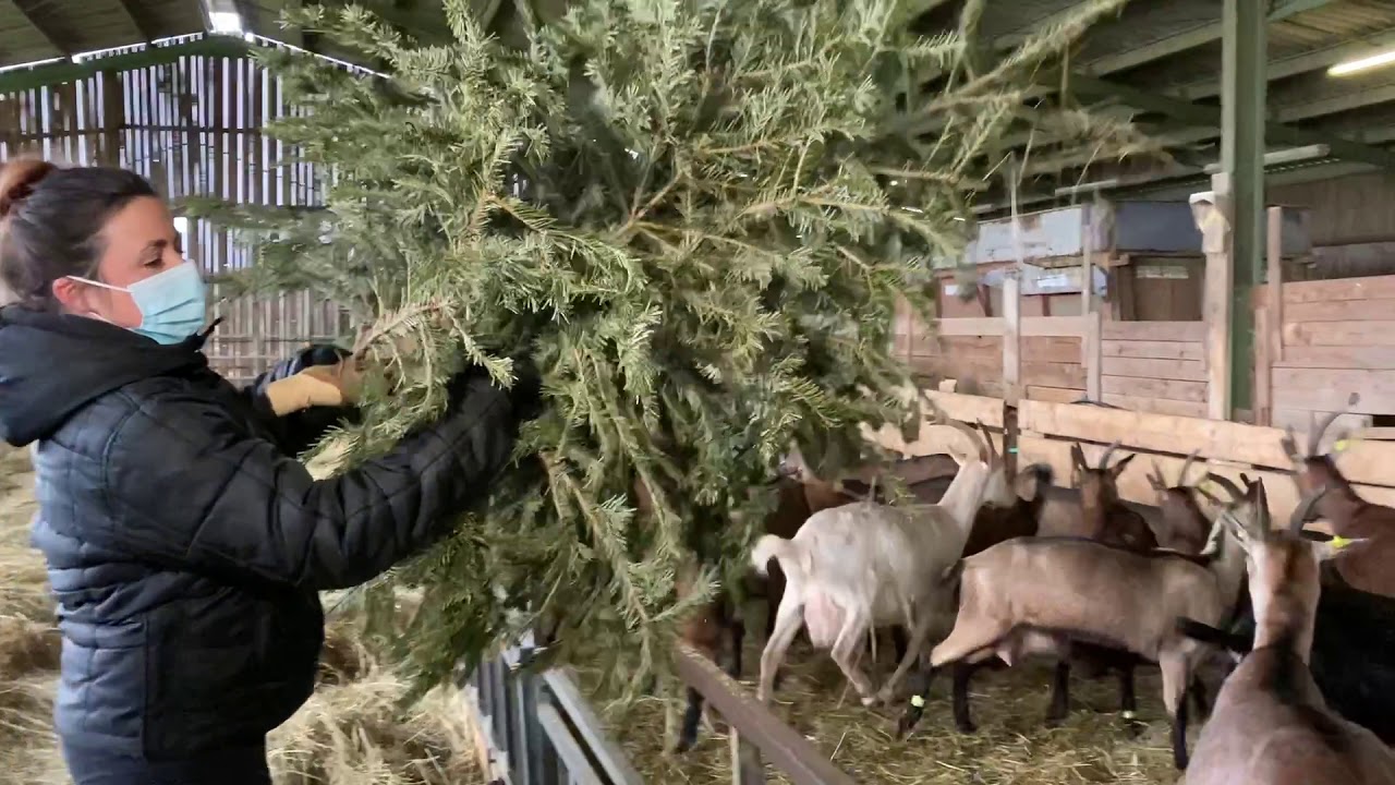 La ville de Bergerac donne une seconde vie à ses sapins de Noël... avec des chèvres !