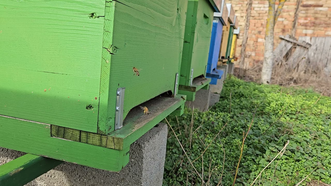 Vcely/Bienen/Bees/Albine 14.Feb2026 15* Celsius