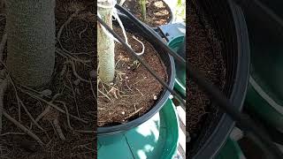 Growing weed in the smallest buckets possible using @GeneralHydroponicsUS
