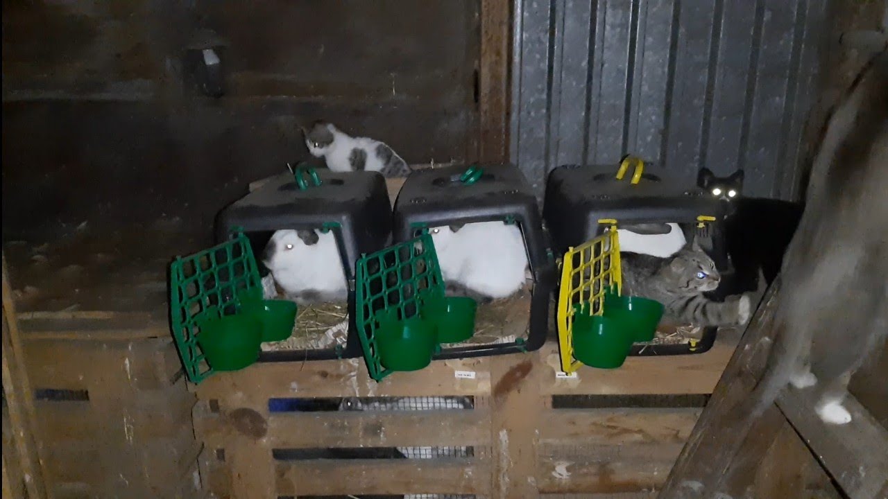 noi achiziții la început de februarie și povestire despre unele întrebări care mi-au fost puse