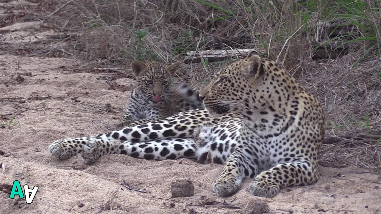 leopard cub found in luggage Naughty Leopard Cub Spotted Chewing his Mum's Tail