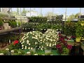 Stanton Nurseries