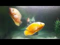 Albino Red Oscar Fish and White Tiger Oscar Fish playing in My Aquarium