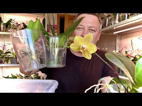 Video: Kako će Orhideja Pomoći Svom Vlasniku