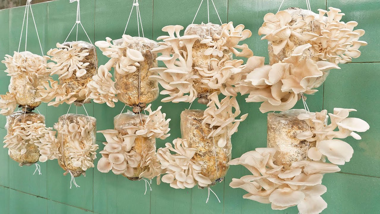 Грибы легко выращивать и собирать каждый день | Шаг за шагом для начинающих