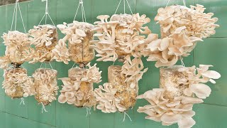 Mushrooms are easy to grow and harvest every day | Step by step for beginners