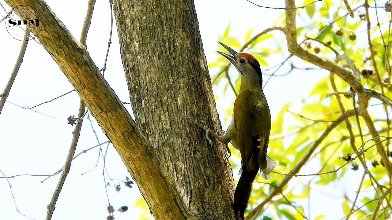 นกหัวขวานเขียวหัวดำ Grey-headed Woodpecker 