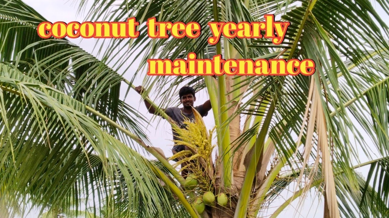தென்னை வருடாந்திர பராமரிப்பு, coconut tree yearly maintenance coconut