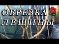 Обрезка лещины (и других крупных кустов так же).