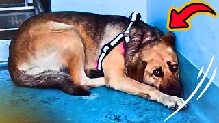 Rescue Dog Hides In The Corner Until The Right Person Comes Along