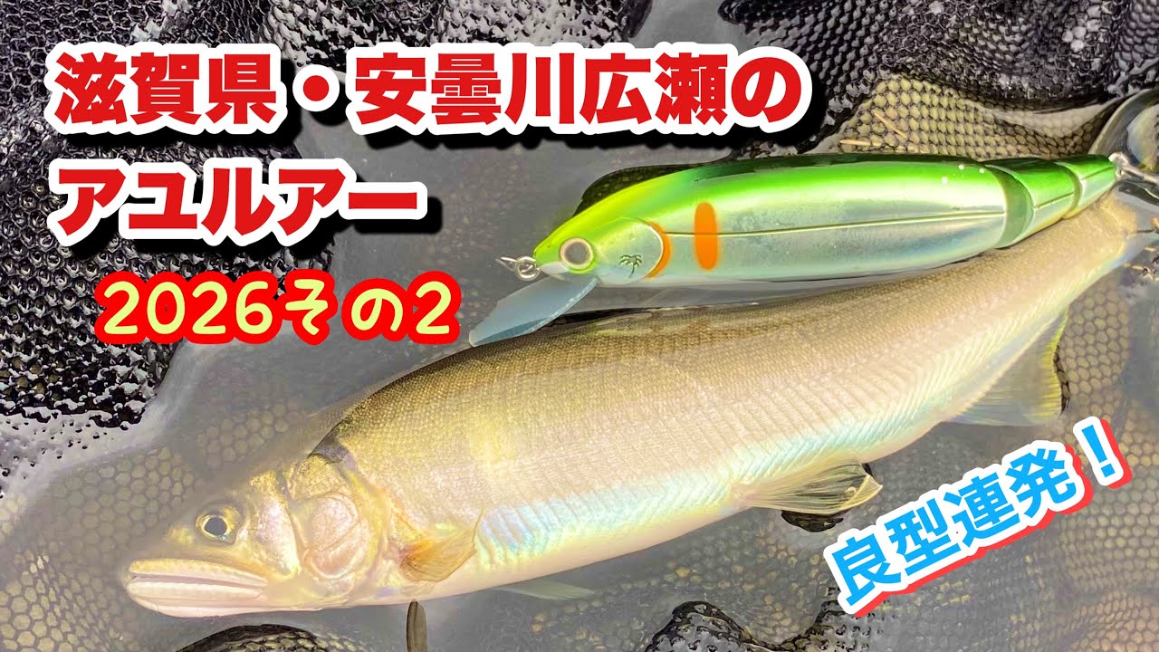 Multiple Good-Sized Catches!] Ayu Lure Fishing: Ayu Lure at