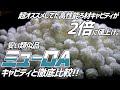 価格高騰中のろ材、キャビティの代わりになるろ材？ミューロAを徹底比較！#209【アクアリウム】