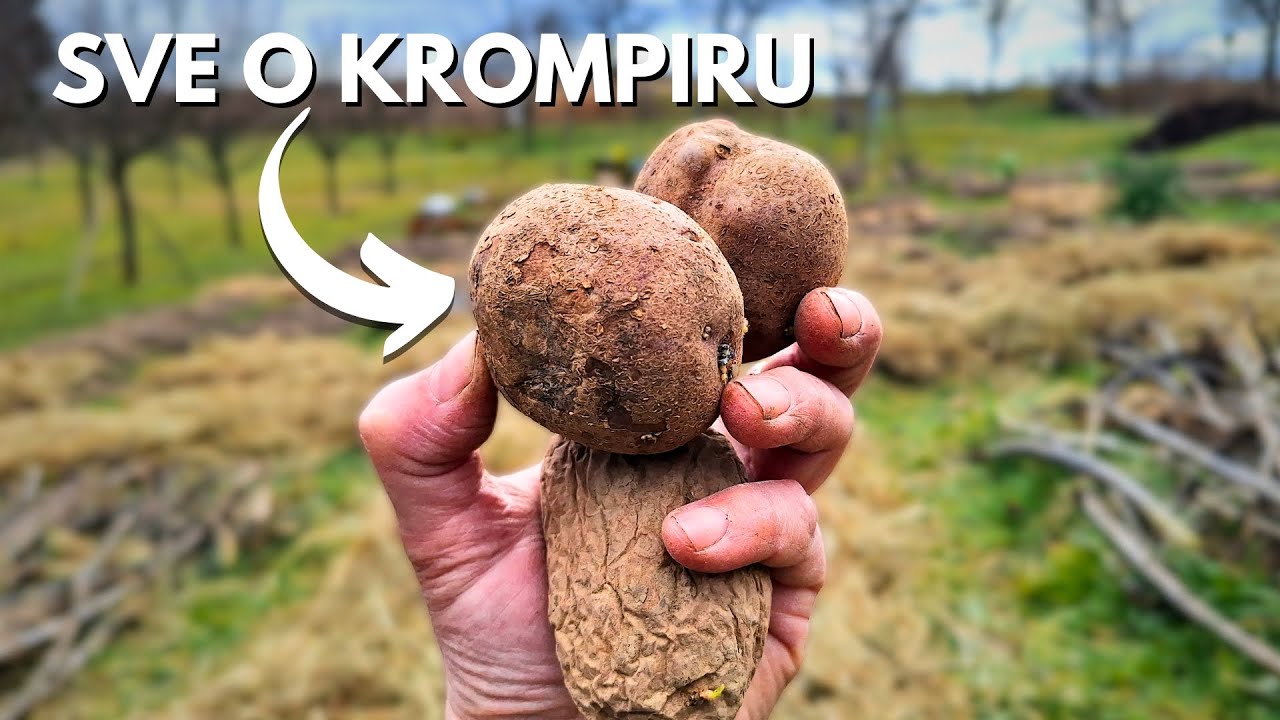 Все, что вам нужно знать о посадке картофеля