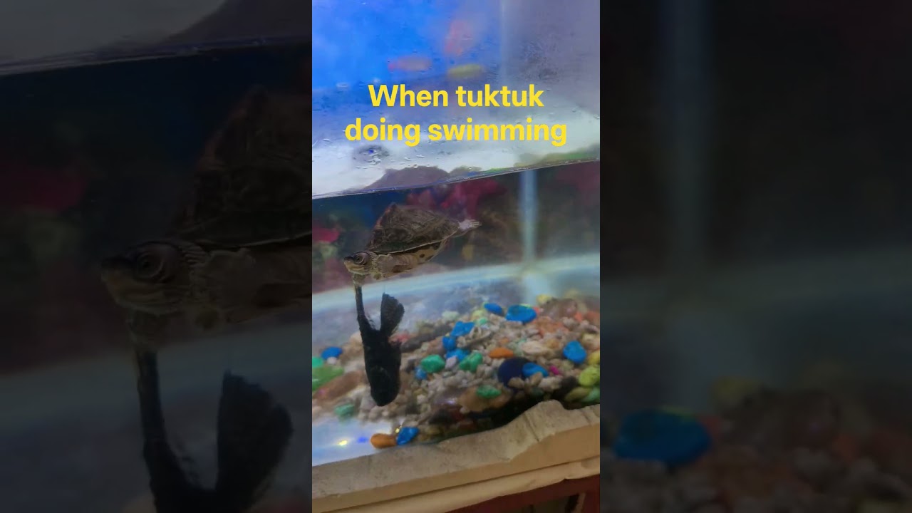 when tuktuk doing swimming 