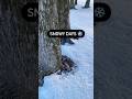 Shorts #shorts #nature #snow #november #december #winter #ytshorts #youtubeshorts #countryside #fyp
