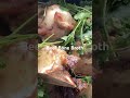 Beef Bone Broth #food #beefbonebroth #cooking