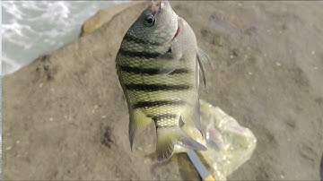 Câu cá bãi biển Phú Quốc nhiều loại cá vô cùng thú vị.