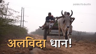 Why farmers in Haryana are leaving their fields vacant?