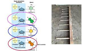 Nucleotides 2