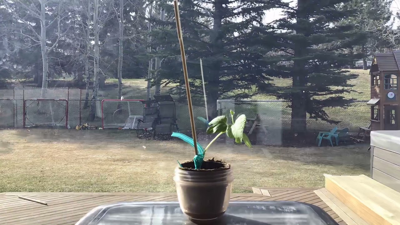 The growth of a plant (A short film)