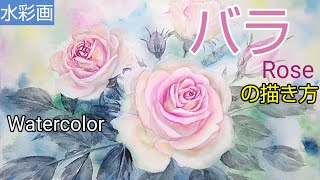 HOW TO RENDER、HOW TO DROW （バラ売り対応可能） Watercolor painting]/How to draw [Rose] with transparent