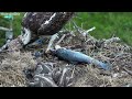 Famous Osprey Swallows Fishing Hook With Chicks In Nest 🚨