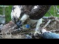 Famous Osprey Swallows Fishing Hook With Chicks In Nest 🚨