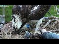 Famous Osprey Swallows Fishing Hook With Chicks In Nest 🚨