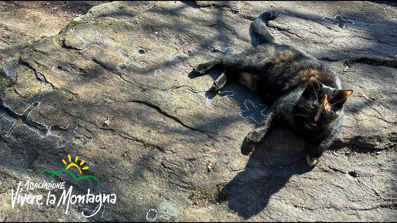 Ambra la gatta sul sentiero delle pietre