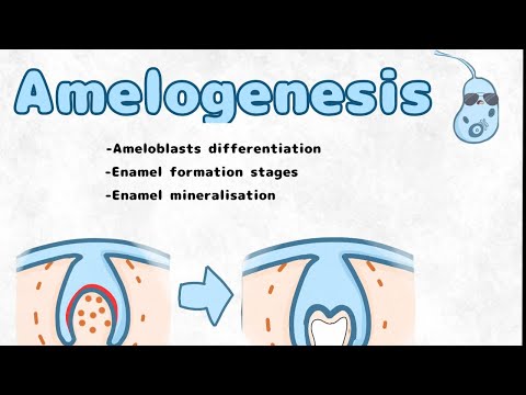 Amelogenesis  and ameloblast differentiation (histogenesis / embryology of the enamel)