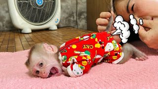 baby monkey Tina pooped in her diaper and ran to find her mother for help