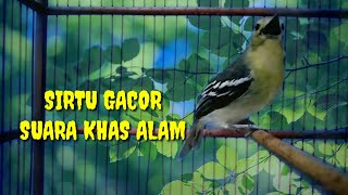 Download Lagu Berkat sirtu ini banyak SIRTU/CIPOH yang tadinya diem jadi ikutan BUNYI dan IKUT GACOR MP3