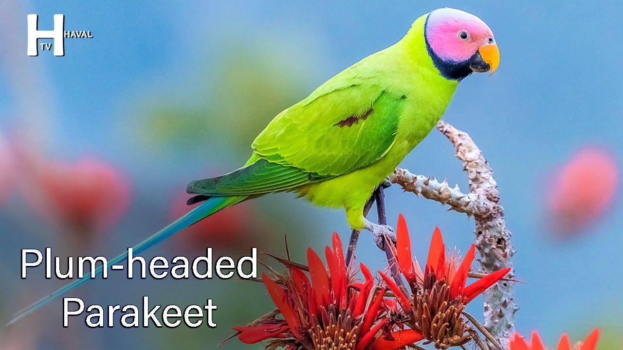 Plum headed Parakeet Bird Sounds