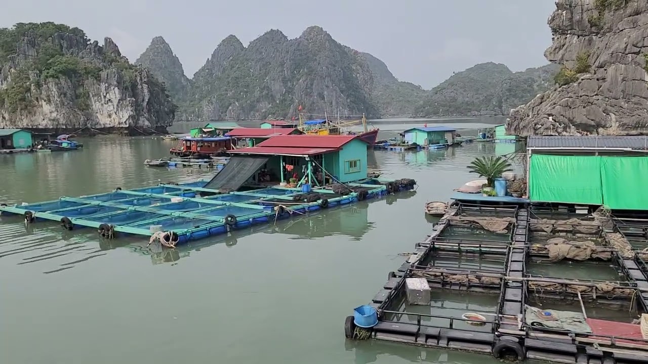 Làng chài cái bèo trên vịnh lan hạ 