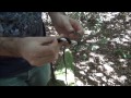 Hanging Hammock Knots (Brazilian Survival)