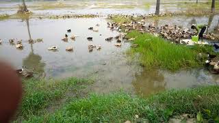 ducks#🦆🦆🦆# short subscribe kare