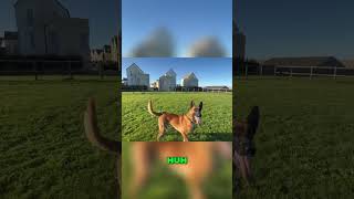 Amazing Dog Training: Watch These Cool Commands! #shorts