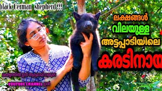 ഇത് കരടിയോ അതോ നായയോ?|Details & Facts about |Groenendael &Tervuren dog| Belgian shepherds