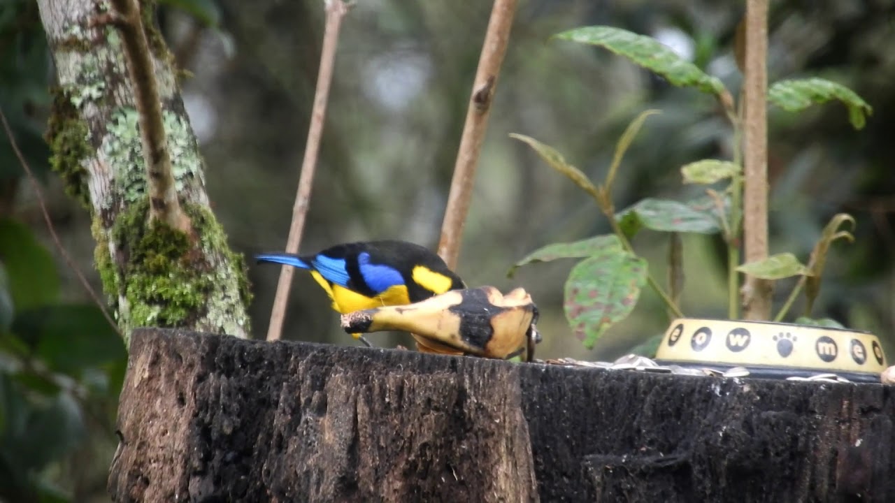 TANGARA PRIMAVERA / CLARINERO PRIMAVERA / ANISOGNATHUS SOMPTUOSUS