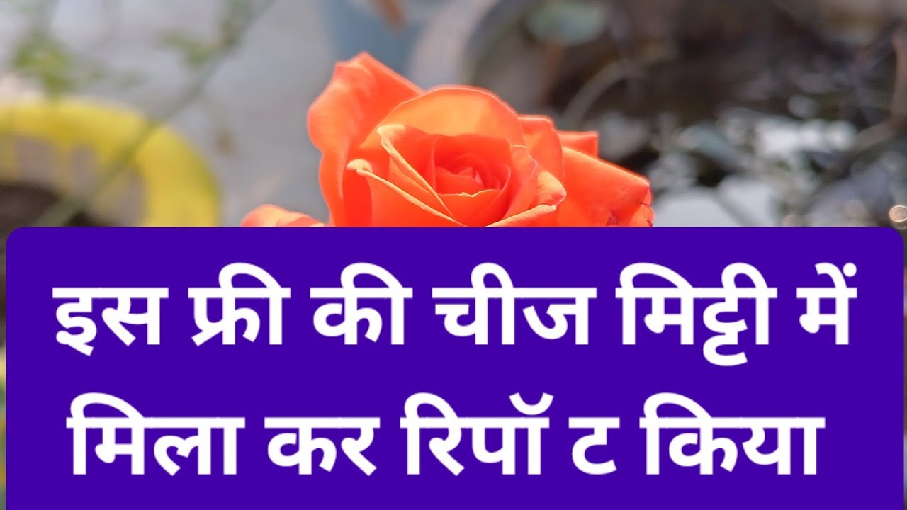 Compost gobar khad khatam ho gai thi / how to repot hybrid rose plant/ English rose plant grow care 
