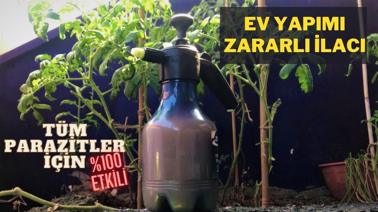 Ev Yapımı %100 Etkili Tüm Bitkiler İçin Zararlı İlacı