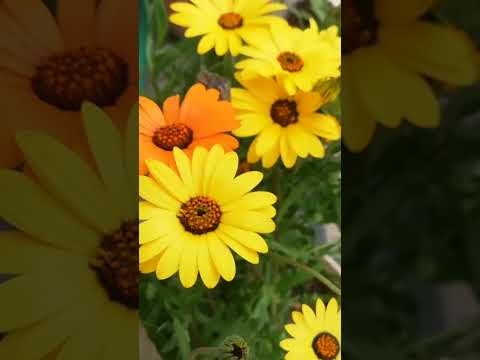 Video: Cape Marigold Biljke – Osteospermum i Dimorphotheca Biljne sorte