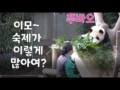 에버랜드 판다 푸바오 이모~ 정말 숙제가 이렇게 많아요? 이거 다해야 해요? 푸바오는 이모의 숙제가 많은것에 깜짝 놀라지만... 이모는 숙제를 남기지 말고 다하라 하고~ 힐링판다