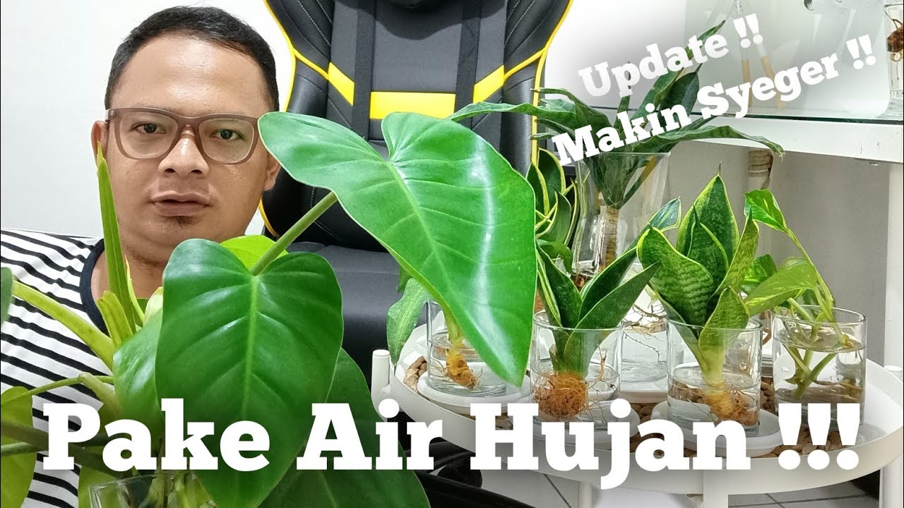 update lidah mertua media air dan cara menanam lidah buaya media air