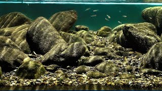 #BADC2020 / Fuwen river, a tributary of the Emei River, Chuanzhu village, Chengdu, China, 175 L