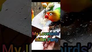 My Lovebirds’ Millet Party 🎉🌾🦜 #SelfGrowth #Mindset #Success #Psychology #Motivation #SelfAwareness