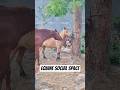 Equine Social Behavior: Space Regulation in Stable Environments🐴 #shorts