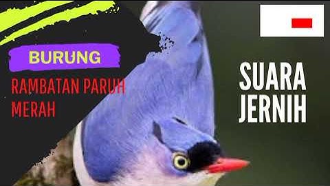 suara burung rambatan paruh merah