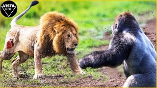 Top 15 Craziest Animal Fights Of ALL TIME Caught On Camera | Animal Fights