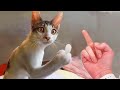 Funniest Cat Videos That Will Make You Laugh #27  | Funny Cats